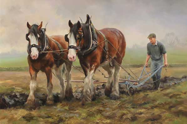 Shire horses ploughing in recent times